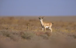 Participation of the Turkmenistan Delegation in the III Range States Meeting of the CA Mammals Initiative