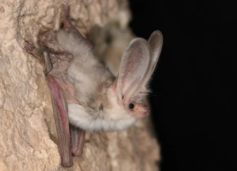 В Гаплангырском государственном природном заповеднике проведены научно-исследовательские работы по изучению летучих мышей