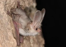 В Гаплангырском государственном природном заповеднике проведены научно-исследовательские работы по изучению летучих мышей