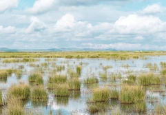 Применение подхода НБДЗ для мониторинга и сохранения водно-болотных угодий